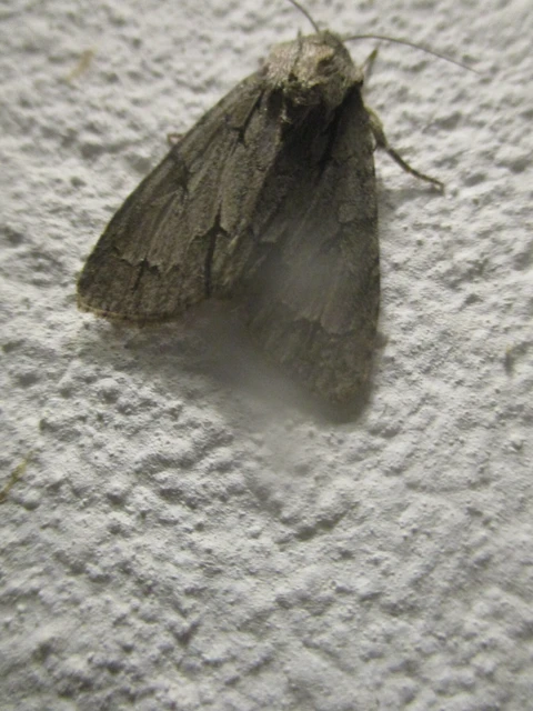 Acronicta cuspis/tridens/psi