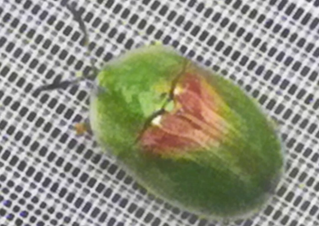 Cassida sanguinolenta - cickafark pajzsbogár