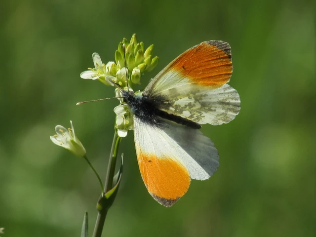 Anthocharis cardamines - hajnalpírlepke