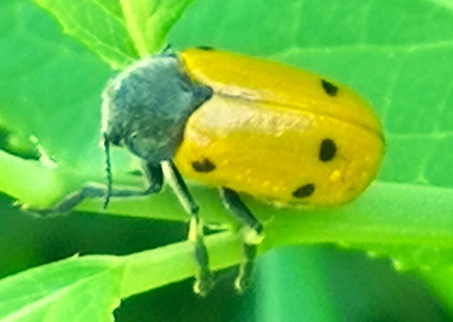 Lachnaia sexpunctata - szőrösnyakú zsákhordóbogár