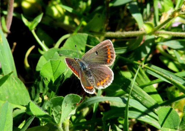 Aricia agestis - szerecsenboglárka