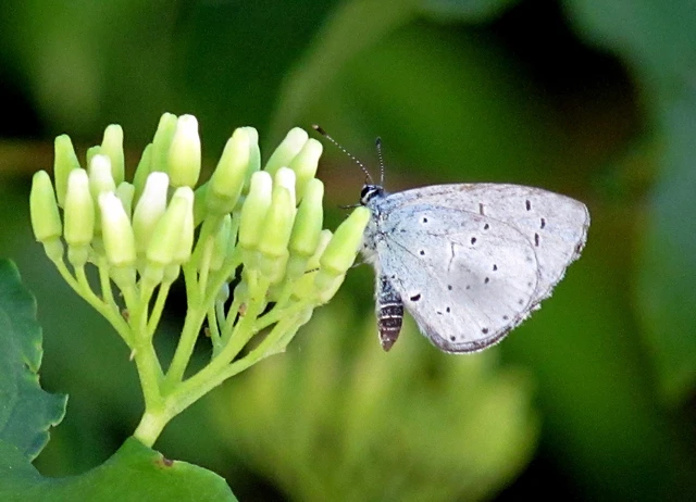 Celastrina argiolus - bengeboglárka
