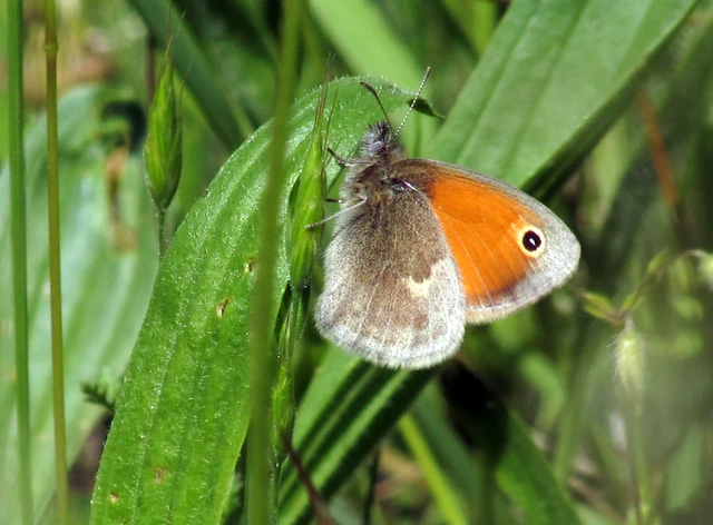 Coenonympha pamphilus - kis szénalepke