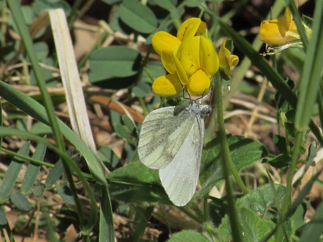 Leptidea sinapis - mustárlepke