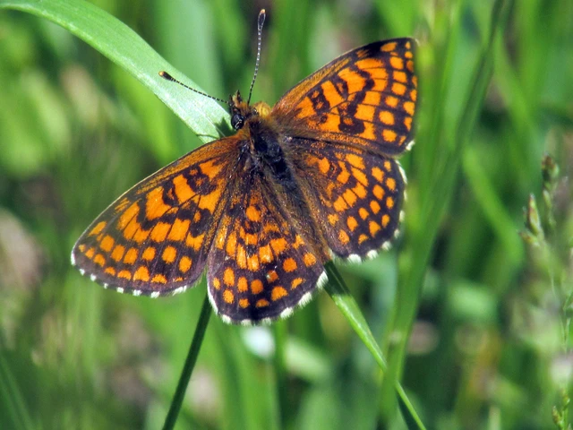 Melitaea athalia/aurelia/britomartis