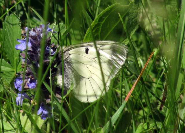 Parnassius mnemosyne - kis apollólepke