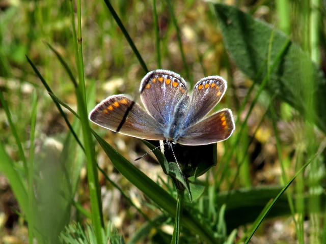 Polyommatus icarus - közönséges boglárka