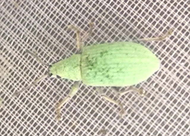 Phyllobius virideaeris - halványzöld levélormányos