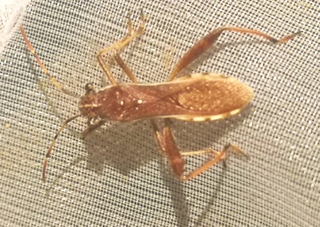 Camptopus lateralis - görbelábú karimáspoloska