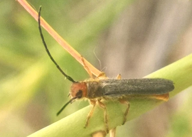Oberea erythrocephala - pirosfejű kutyatejcincér