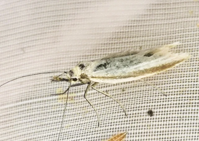 Pleurota