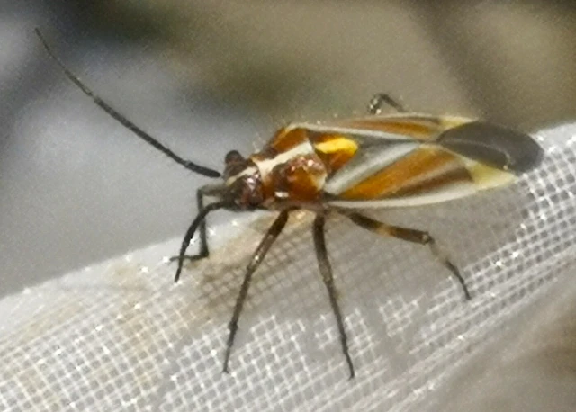 Horistus orientalis