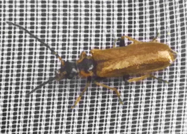 Rhagonycha nigriventris - feketecombú lágybogár Rhagonycha nigriventris - feketecombú lágybogár