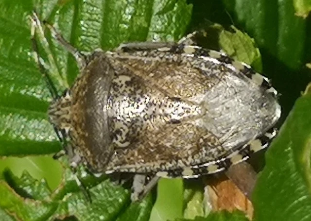 Rhaphigaster nebulosa - bencepoloska