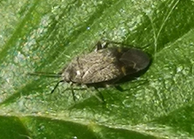 Closterotomus