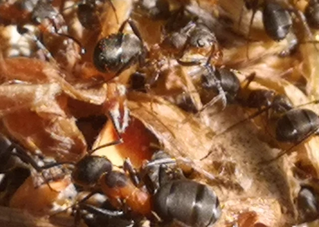 Formica pratensis - réti vöröshangya