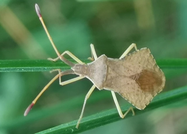 Syromastus rhombeus - vitorlás karimáspoloska