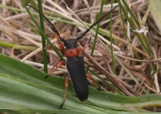 Phytoecia affinis - feketefejű cincér