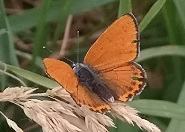 Lycaena thersamon - kis tűzlepke