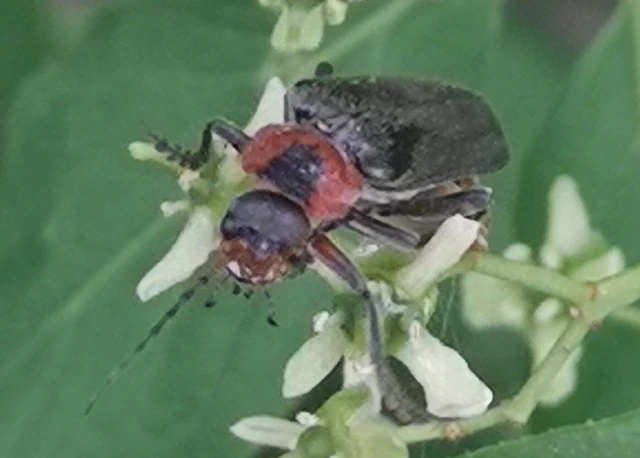 Cantharis fusca - közönséges lágybogár