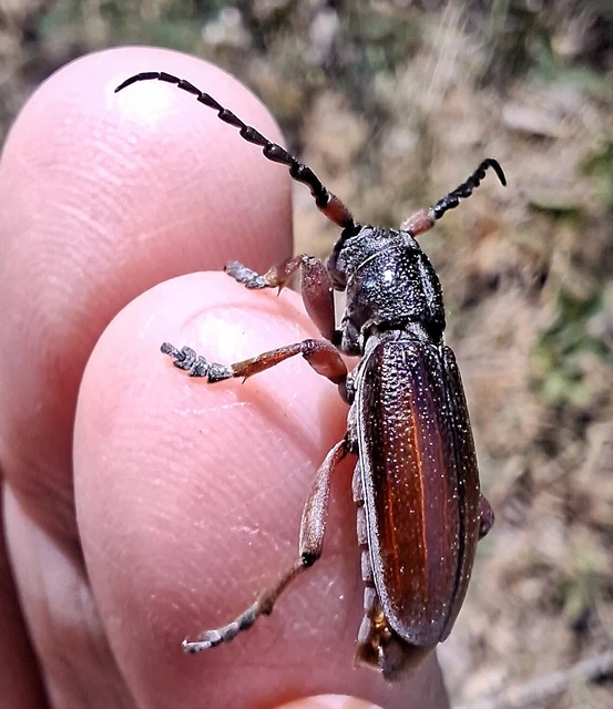 Dorcadion fulvum - barna gyalogcincér