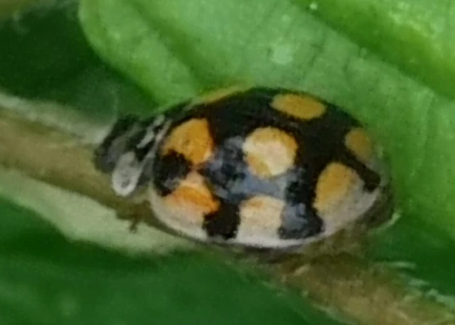 Adalia decempunctata - tízpettyes katica