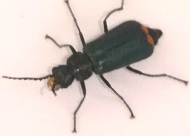 Melyridae - sziklaibogár-félék