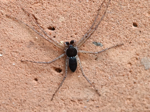 Philodromus dispar - lomb karolópók