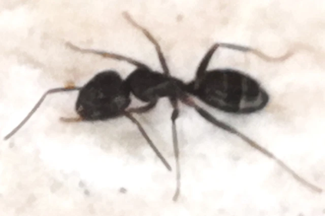 Camponotus fallax - ligeti lóhangya