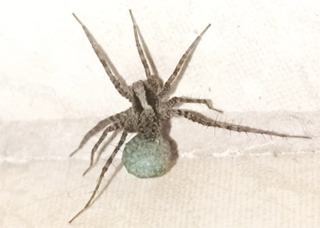Pardosa