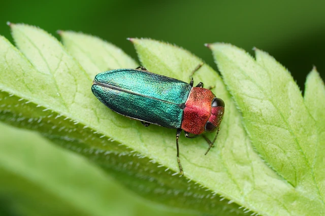 Anthaxia nitidula - ragyogó virágdíszbogár