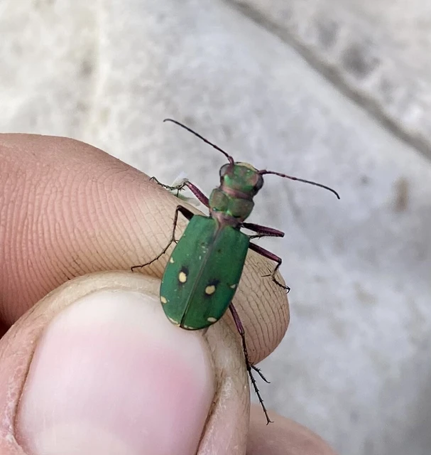 Cicindela campestris - mezei homokfutrinka