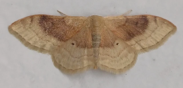 Idaea degeneraria - barnasávos araszoló
