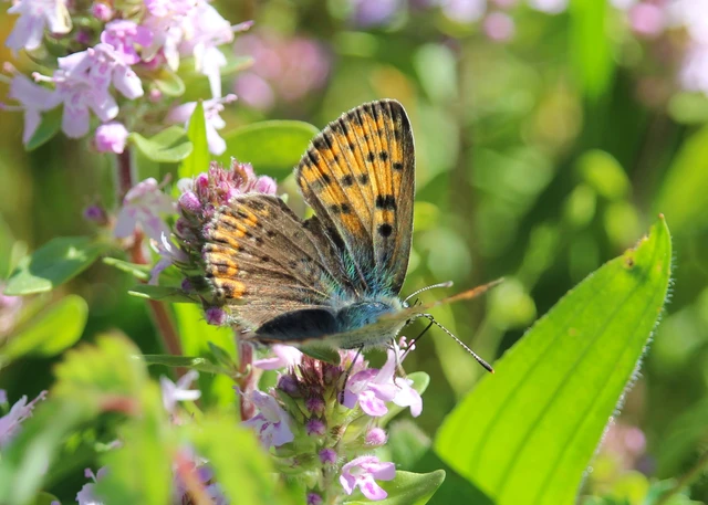 Lycaena tityrus - barna tűzlepke