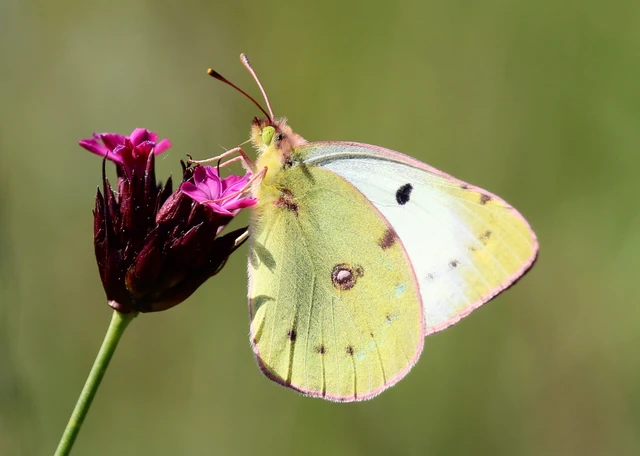 Colias alfacariensis - déli kéneslepke