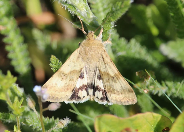 Heliothis