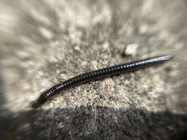 Diplopoda - Ikerszelvényesek