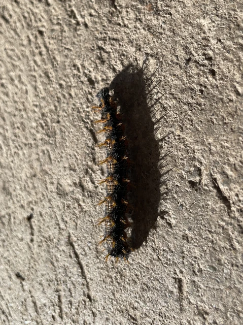 Nymphalis polychloros - nagy rókalepke