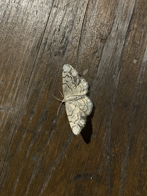 Stegania dilectaria - fehérnyár-araszoló