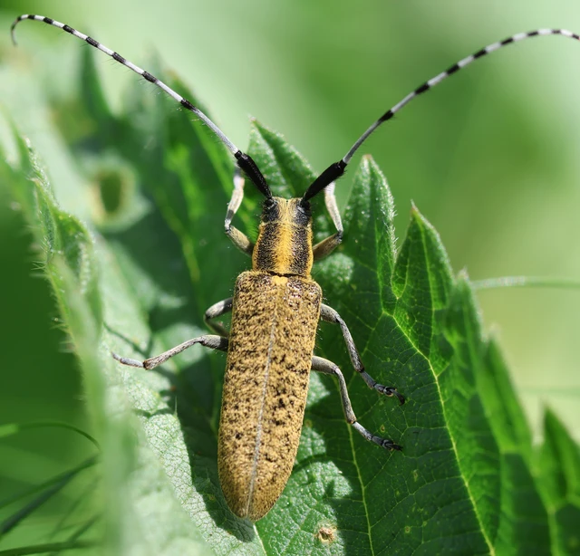 Agapanthia villosoviridescens - fehérgyűrűs bogáncscincér