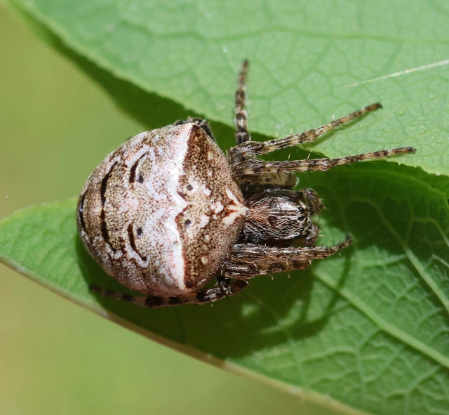 Gibbaranea bituberculata - kétcsúcsú keresztespók