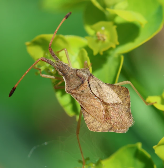 Syromastus rhombeus - vitorlás karimáspoloska