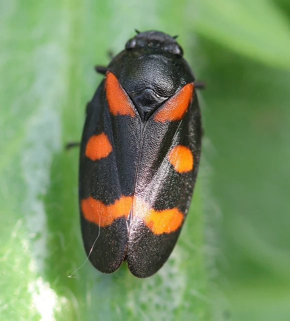 Cercopis sanguinolenta