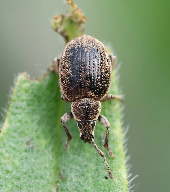 Peritelus familiaris - nagy kendermagbogár