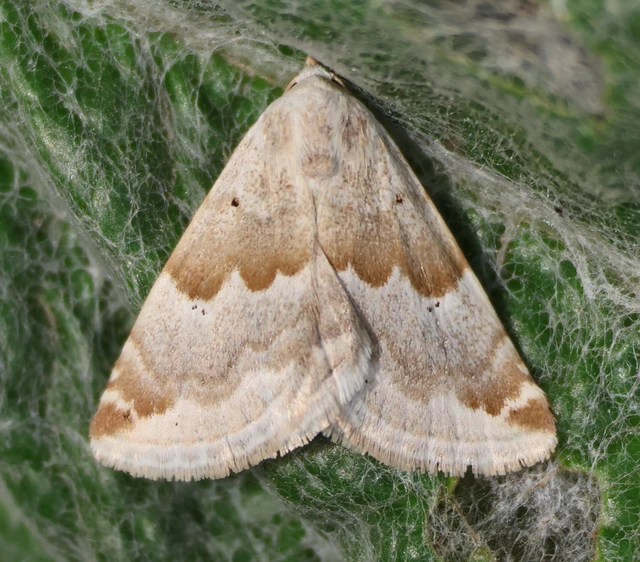 Eublemma amoena - zöldes törpebagoly