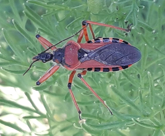 Rhynocoris iracundus - közönséges gyilkospoloska