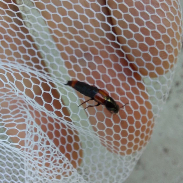Astrapaeus ulmi - pirosöves mohaholyva