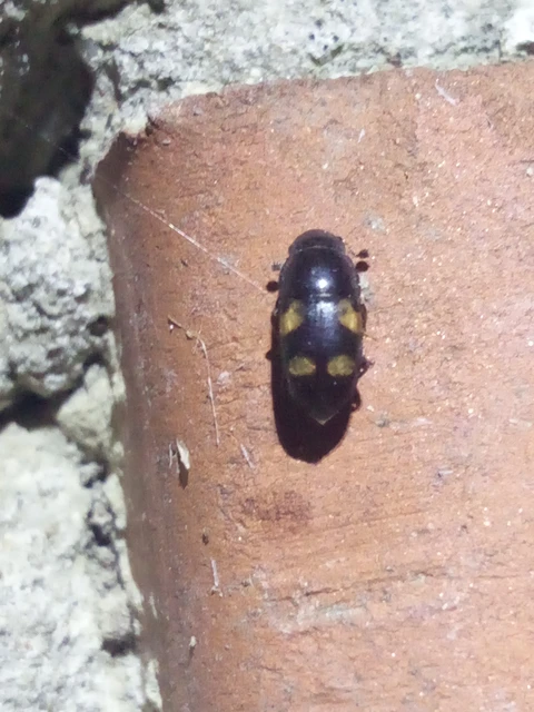 Glischrochilus quadrisignatus - amerikai fénybogár Glischrochilus quadrisignatus - amerikai fénybogár