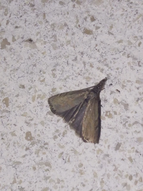 Platytes cerussella - törpe fűgyökérmoly