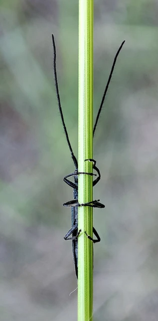 Theophilea subcylindricollis - hengeres szalmacincér